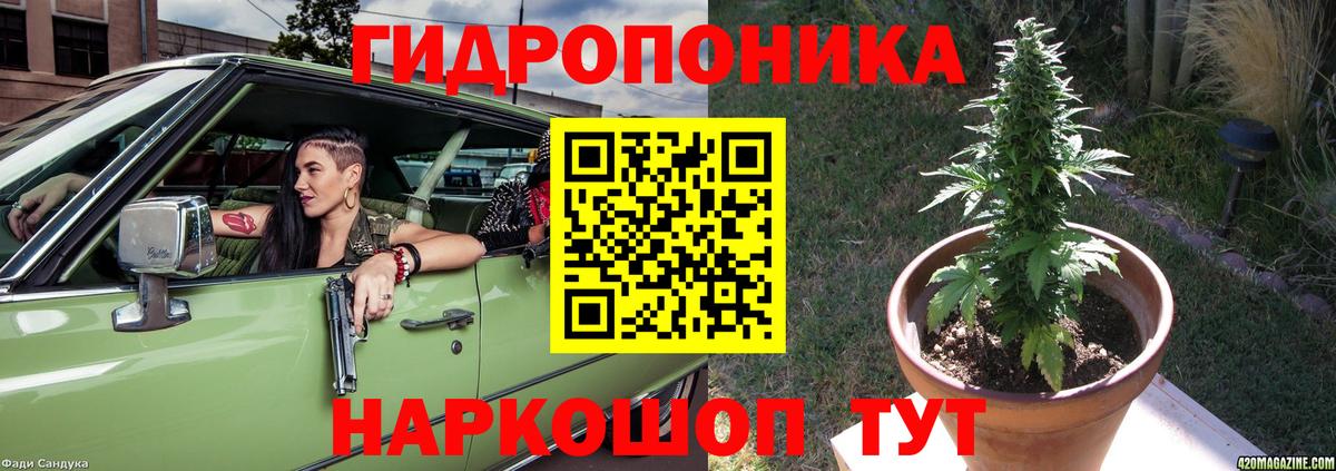 Бошки марихуана гибрид Кимовск